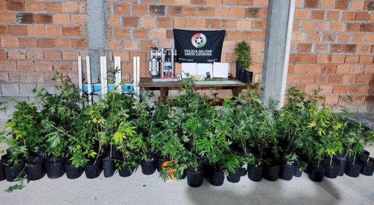 Estufa com plantação de maconha é localizada em Florianópolis