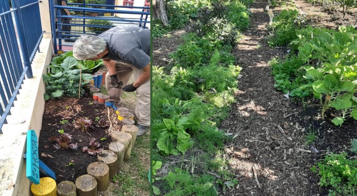 Hortas construídas pelo Cultiva Floripa aproximam cidadãos da agricultura urbana