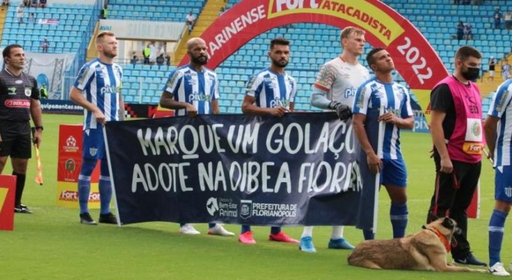 Jogadores do Avai entram em campo com cachorros da Dibea Floripa